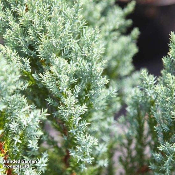 Juniper 'Blue Chiffon'