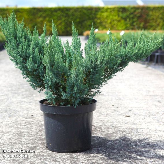 Juniper 'Blue Chiffon'