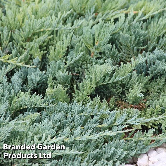 Juniperus horizontalis 'Blue Chip'