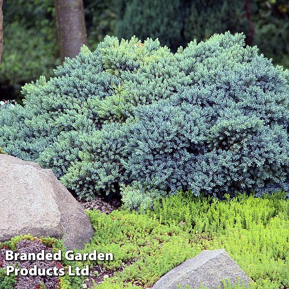 Juniperus squamata 'Blue Compact'