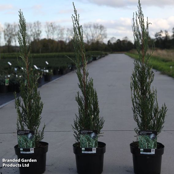Juniperus scopulorum 'Blue Ivory'