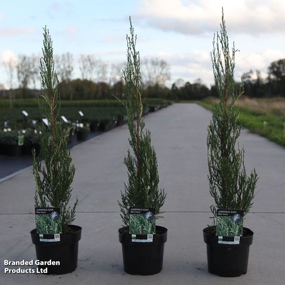 Juniperus scopulorum 'Blue Ivory'
