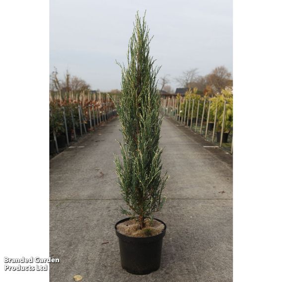 Juniperus scopulorum 'Blue Ivory'