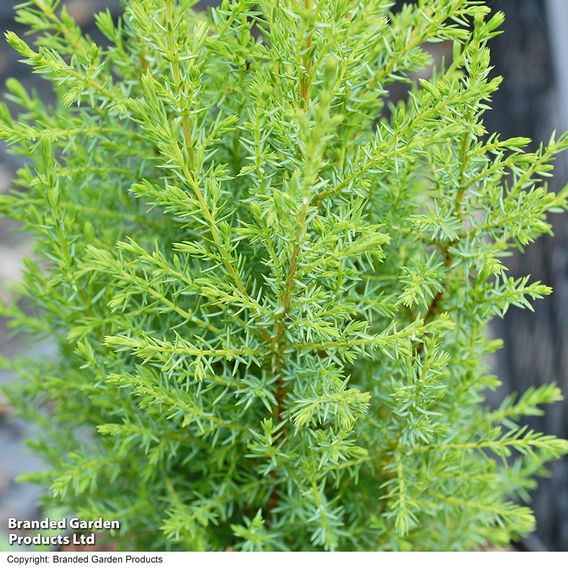 Juniperus communis 'Compressa'