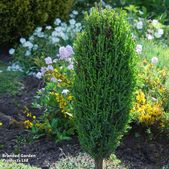 Juniperus communis 'Compressa'