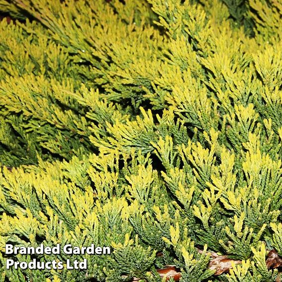 Juniperus horizontalis 'Golden Carpet'