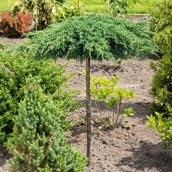 Juniperus squamata 'Little Joanna'