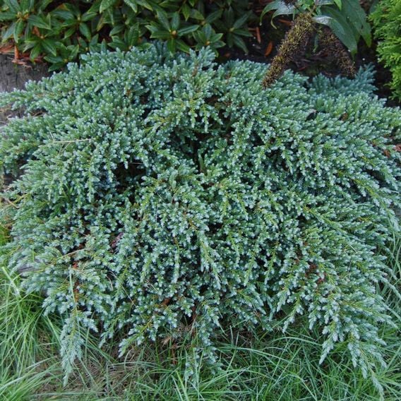Juniperus squamata 'Little Joanna'