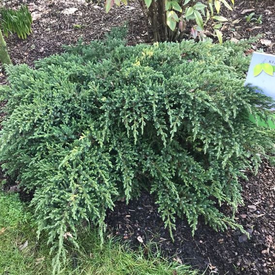 Juniperus squamata 'Little Joanna'