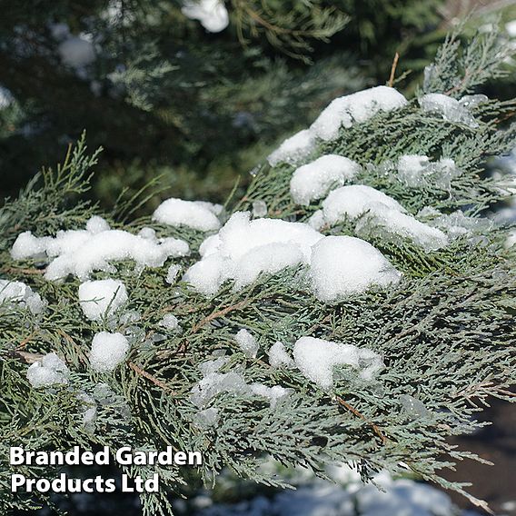 Juniperus scopulorum 'Moonglow'