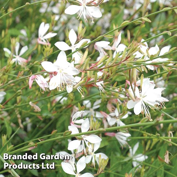 Gaura lindheimeri 'Sparkle White'