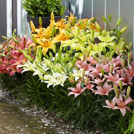 Lily Asiatic Mix (Ground Cover)