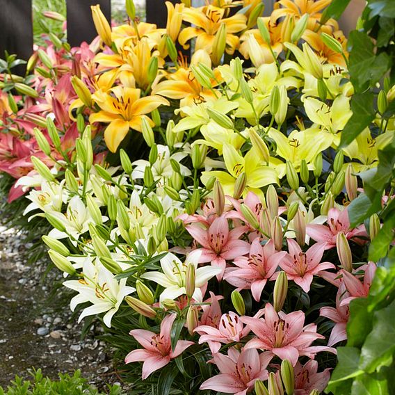 Lily Asiatic Mix (Ground Cover)