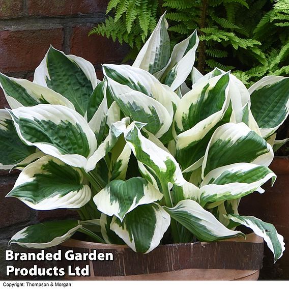 Hosta 'Patriot'