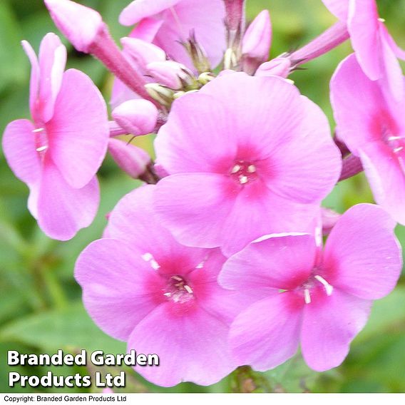 Phlox paniculata 'Eva Cullum'