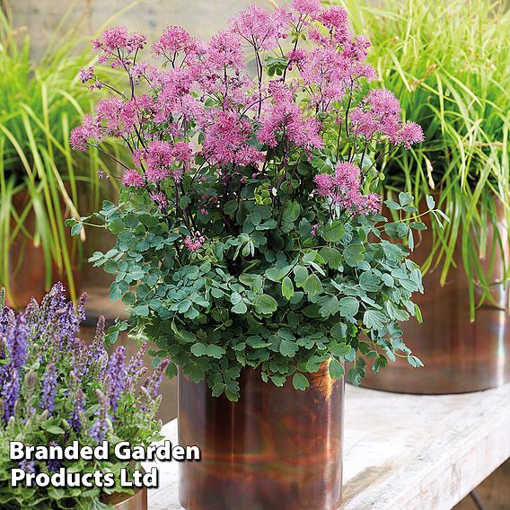 Thalictrum aquilegifolium