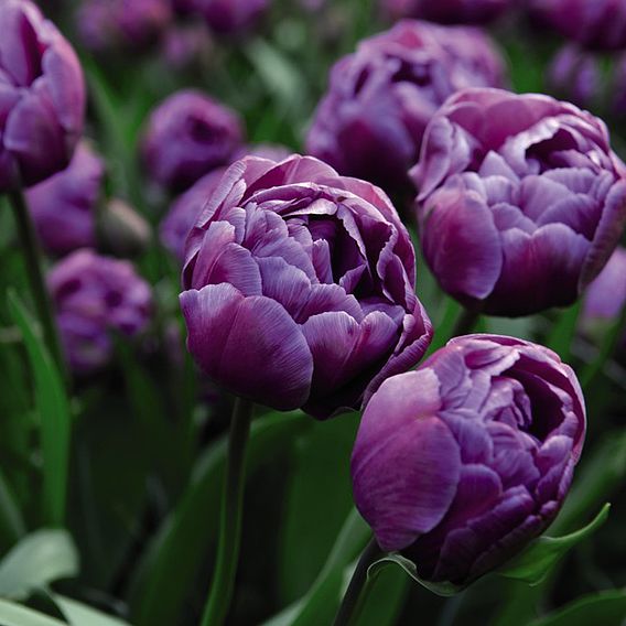 Tulip Blue Diamond Bulbs