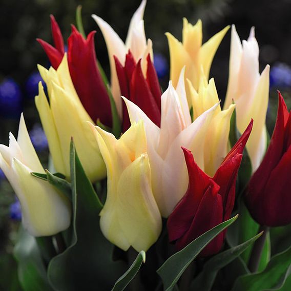 Tulip 'Elegant Mix'