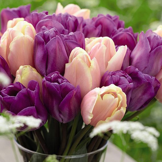 Tulip 'Magic Lavender' & 'Mango Charm' Mix