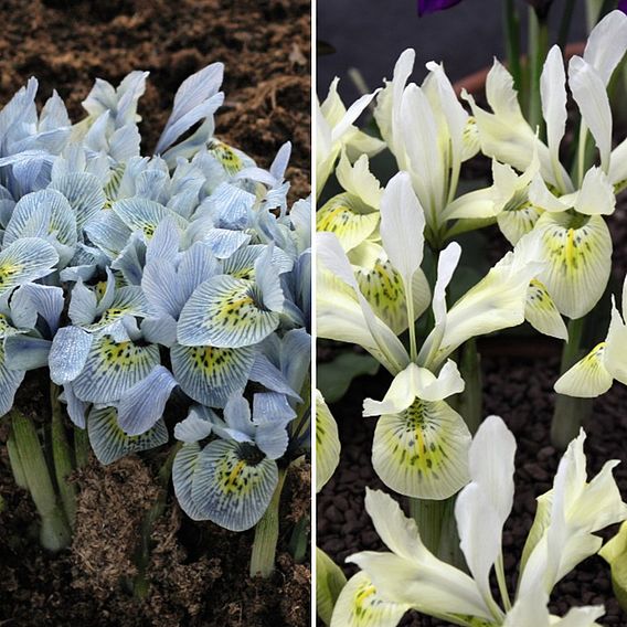 Iris Katharine's Collection