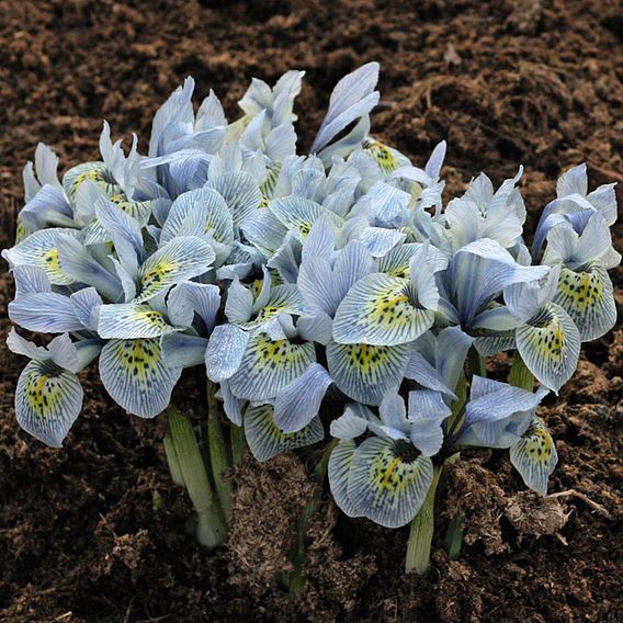 Iris Katharine's Collection