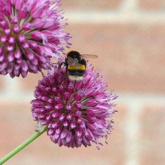 Allium sphaerocephalon