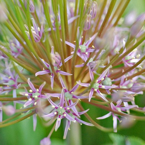 Allium Schubertii