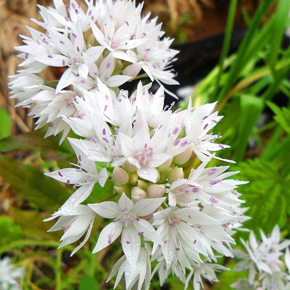 Allium 'Graceful Beauty'