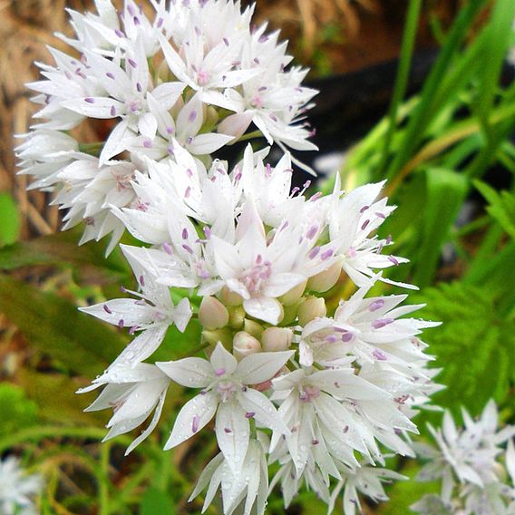 Allium amplectens 'Graceful Beauty'