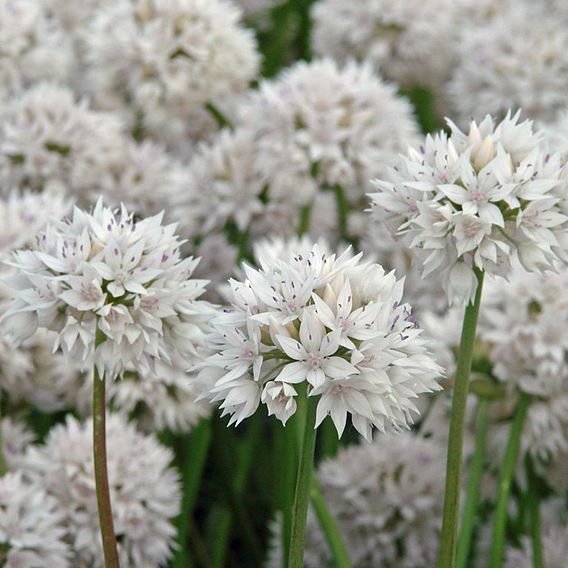 Allium amplectens 'Graceful Beauty'