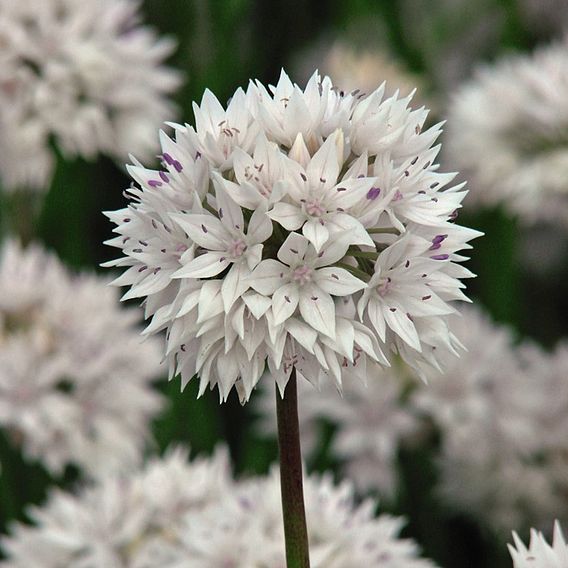 Allium amplectens 'Graceful Beauty'