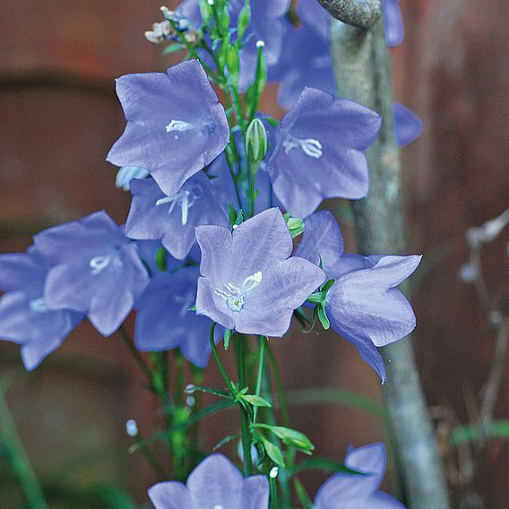 Campanula persicifolia 'Blue Bell'