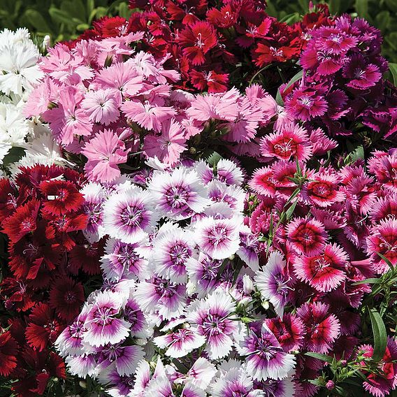 Dianthus 'Festival Mixed'