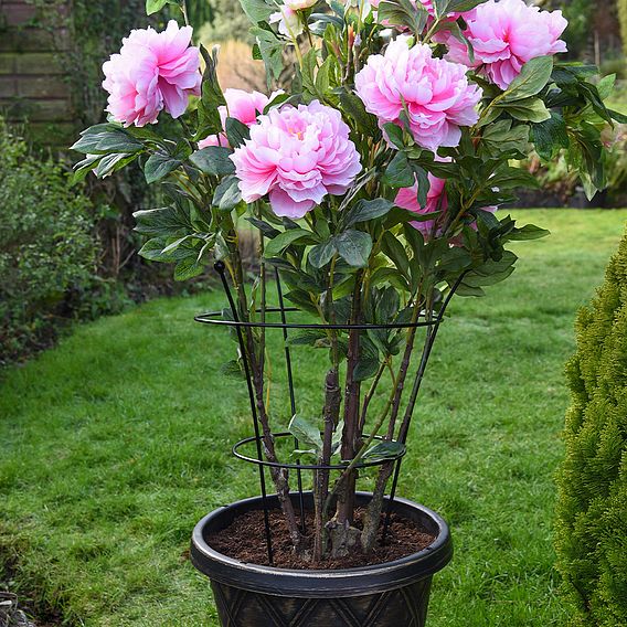 Peony & Herbaceous Plant Frame