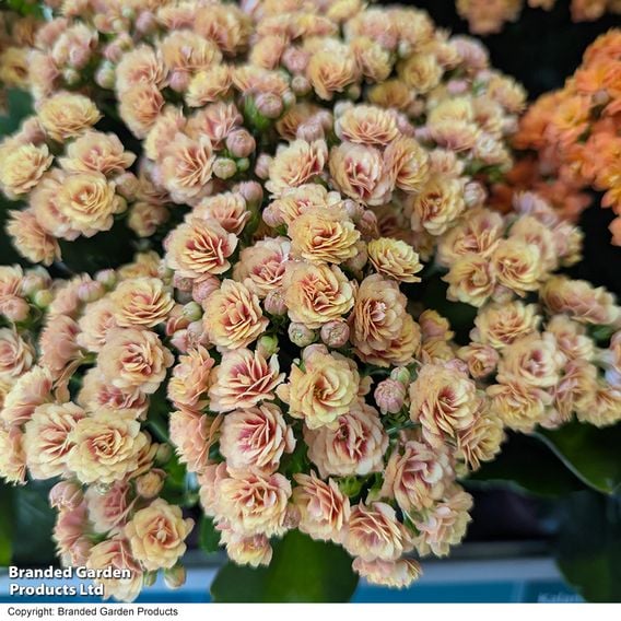 Kalanchoe 'Rosalina Don Hector'