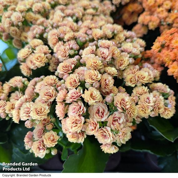 Kalanchoe 'Rosalina Don Hector'
