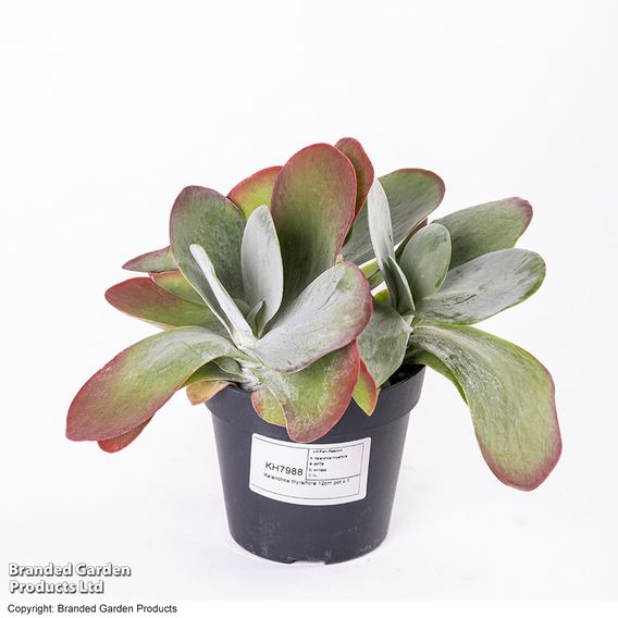 Kalanchoe thyrsiflora