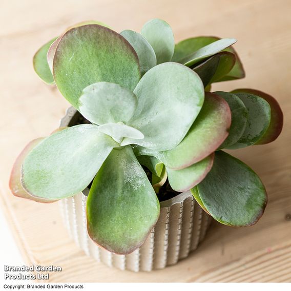 Kalanchoe thyrsiflora