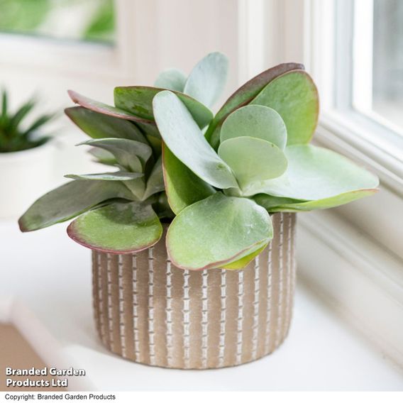 Kalanchoe thyrsiflora