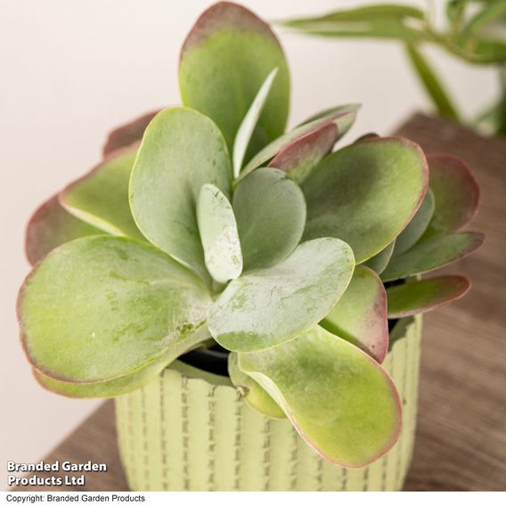 Kalanchoe thyrsiflora