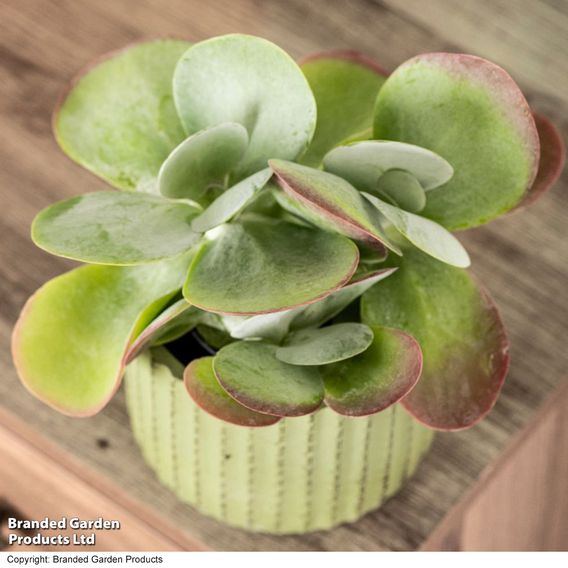 Kalanchoe thyrsiflora