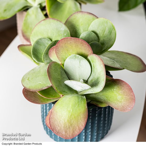 Kalanchoe thyrsiflora