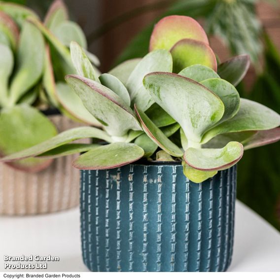 Kalanchoe thyrsiflora