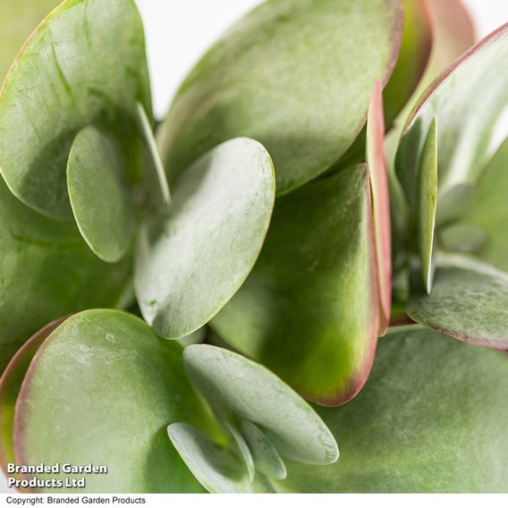 Kalanchoe thyrsiflora