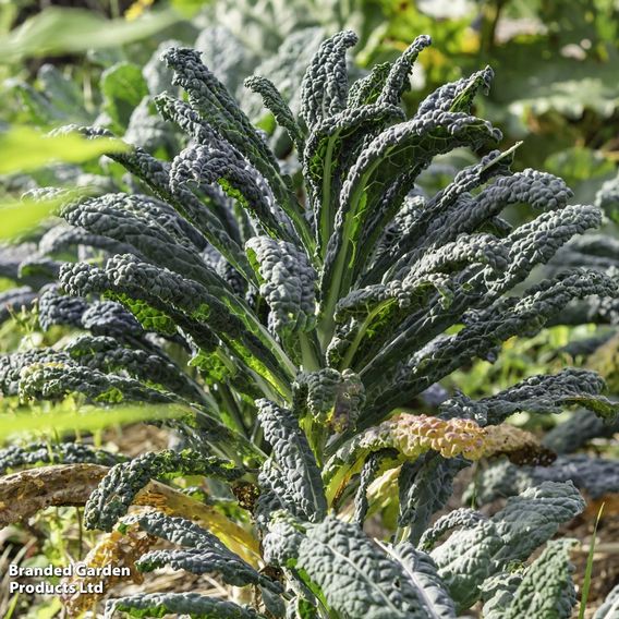 Kale 'Black Kale'