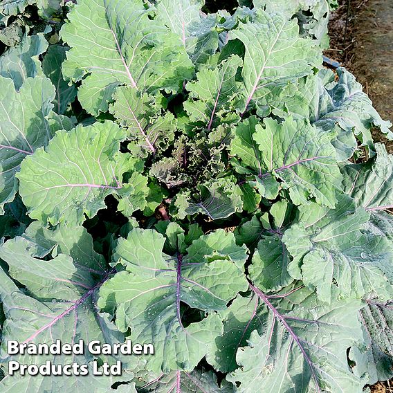 Kale 'Cottager's' - Seeds