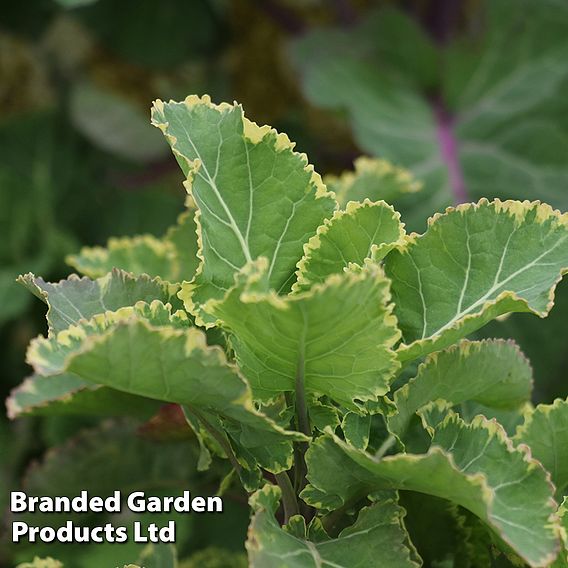 Kale 'Daubenton's Variegata'