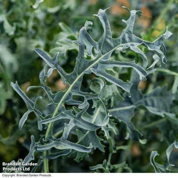 Kale 'Jagallo Nero'