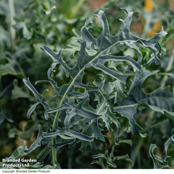Kale 'Jagallo Nero'