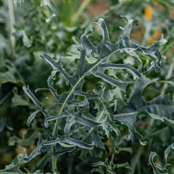 Kale 'Jagallo Nero' - Seeds
